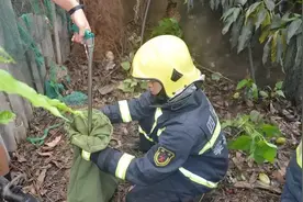 “眼镜王蛇在吃乌梢蛇”！剧毒眼镜王蛇怕什么？实验证明不怕雄黄图片