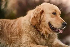 金毛什么时候开始爆毛？毛发怎么养才能质感与柔顺兼得图片