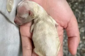 奶狗刚出生就意外被妈妈咬断下巴，走了两次鬼门关竟奇迹生还图片