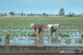 春来到，农事忙图片