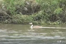 凤头鸊䴘到访天桥岭，快来看看你认识吗图片