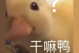 表情包：干嘛呀？图片