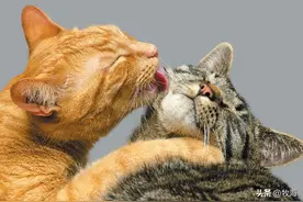 为了交配，雄性动物进化出“丁丁骨”，为何人类男性却没有？图片