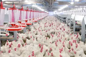 国内每年消耗200多亿只鸡爪，“源源不断”的鸡爪究竟从何而来？图片