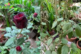 养花容易感染红蜘蛛，喷这几种药可以解决，喷洒前要做几个动作图片