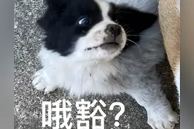 这6种食物狗狗经常吃，毛发漂亮又光泽，别不信图片