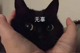 搞笑猫猫表情包·第八弹图片