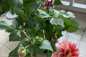 阳台稍难养花卉大丽花盆栽经验图片