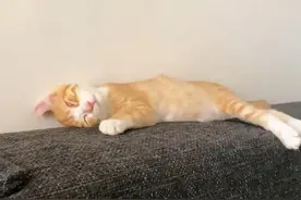 无毛猫的橘猫儿子图片