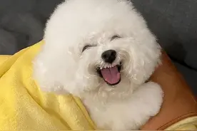 告诉你一个秘密：养狗，最好养比熊犬图片