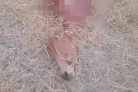 太残忍了！缅甸一农民自养牛被盗贼活割生肉只留下骨架图片