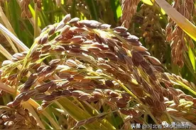 除了麻糖、板栗、大咯扎，唐山还有这些特产，你都知道吗？图片