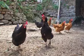 农村有人出100元一斤，高价买5年以上老母鸡，老人说有两个商机图片