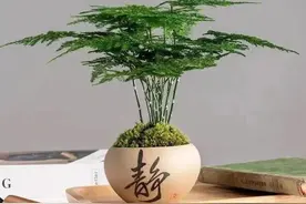 文竹怎么养？掌握好这4个小技巧，蹭蹭长成“小森林”图片