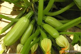 西葫芦怎么种结瓜多？老农传授你5个窍门，一株就能结好多瓜图片