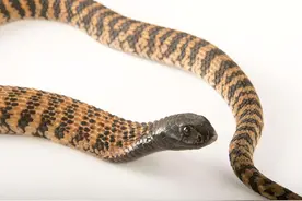 蛇中的“高产母猪”，毒液能射3米远，但它最后的保命手段是装死图片