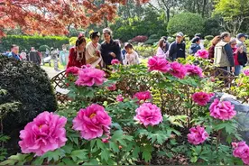 中山公园牡丹游园会揭幕 “法华牡丹”花开正艳图片