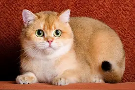 金渐层为何一夜“掉价”，网友：高价买是大怨种图片