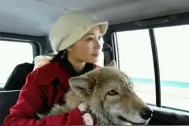 12年前，把狼当儿子带回家的成都女孩，10年后在草原与它再次相认图片