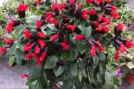 别养吊兰了！这6种“垂盆花”，简单好养，比吊兰更好看图片