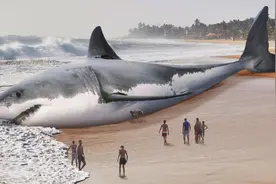 鲨鱼进化悲歌：被其他霸主欺负亿万年的感觉，人类不会懂图片