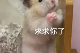 求求你了表情包图片