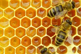 蜜蜂的蜂巢为什么是六边形？揭秘昆虫界的“天才建筑师”图片