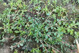 农村常见的“地锦草”，原来价值这么好，懂它的人都会采些带回家图片