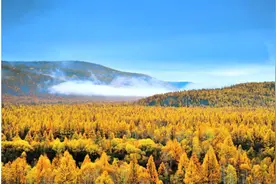中国面积最大的原始森林，大兴安岭，33万平方公里号浩瀚林海图片