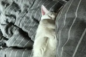 网易云热评：陈奕迅（篇一）图片