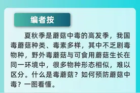 毒蘑菇都长什么样？见手青为何会致幻？一图看懂图片