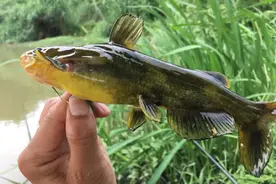 这七种淡水鱼有毒，前五种鱼钓时要小心，后两种鱼吃时要小心图片