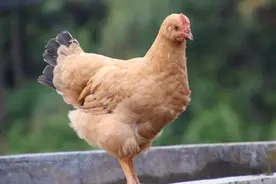 养鸡户注意啦！银翘散，临床适应症（实操版）你想知道吗？图片