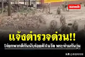 泰国某寺庙群猴大战引骚乱图片