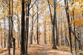 关于秋天的一些文字，不是诗，却比诗更美图片