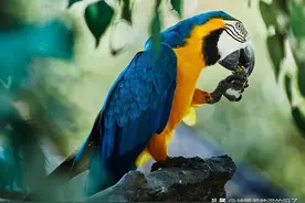 新手避免踩雷，常见4种购买鹦鹉渠道，助你选到健康心仪的鹦鹉！图片