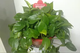 生活带给我的磨练：让我学会了养花图片