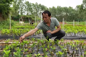 横州市周杨村种植香水柠檬香了村民“钱袋子”图片