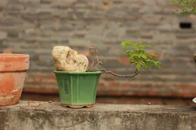 我的山采小黄荆盆景（2）图片