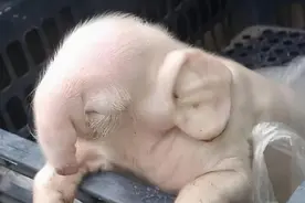 “牛生麒麟，猪生象”，到底是如何而来图片