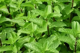 四川农村常吃的野菜，你吃过几个？图片