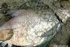 鳊鱼能长多大？钓友：我钓的10斤排不到第一，最大的那条颠覆认知图片