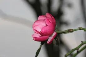 一个人被伤害后，有两种高级的“报复”方式图片