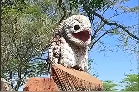 哥伦比亚妇女发现一只鬼鸟在晒太阳，还鬼魅般怪叫，吓坏了图片