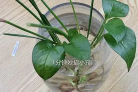 不管有钱没钱，这4个地方别放绿萝，很多人都不懂原因，记得移开图片