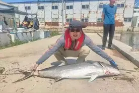 罕见！大连海域钓上来81斤重“大家伙”图片