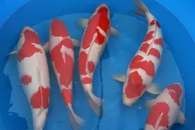 锦鲤有哪些常见品种？养锦鲤选择哪个品种最好？图片