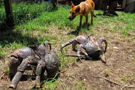 认识下世界上最大的陆生节肢动物：巴尔米拉岛上的椰子蟹图片