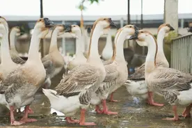 一个“头”卖上千元！狮头鹅凭什么卖那么贵图片