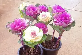 春季，哪些蔬菜适合庭院或阳台种植？这9种别错过，好看好管理图片